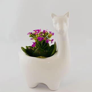 alpaca pot holder